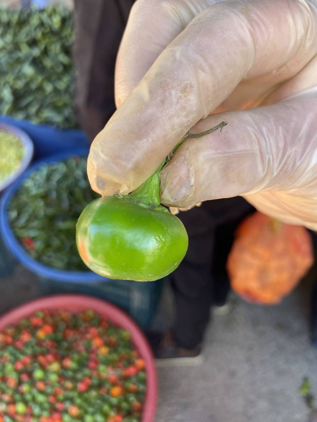 Daha çok turşu olarak tüketiliyor, öyle faydaları var ki öğrenen kilo kilo alıyor! Türkiye'de yetişiyor ama kimse bilmiyor 7